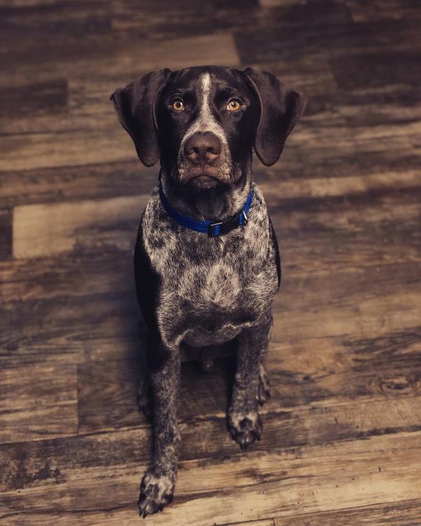 /Images/uploads/Southeast German Shorthaired Pointer Rescue/segspcalendarcontest2018/entries/8845thumb.jpg